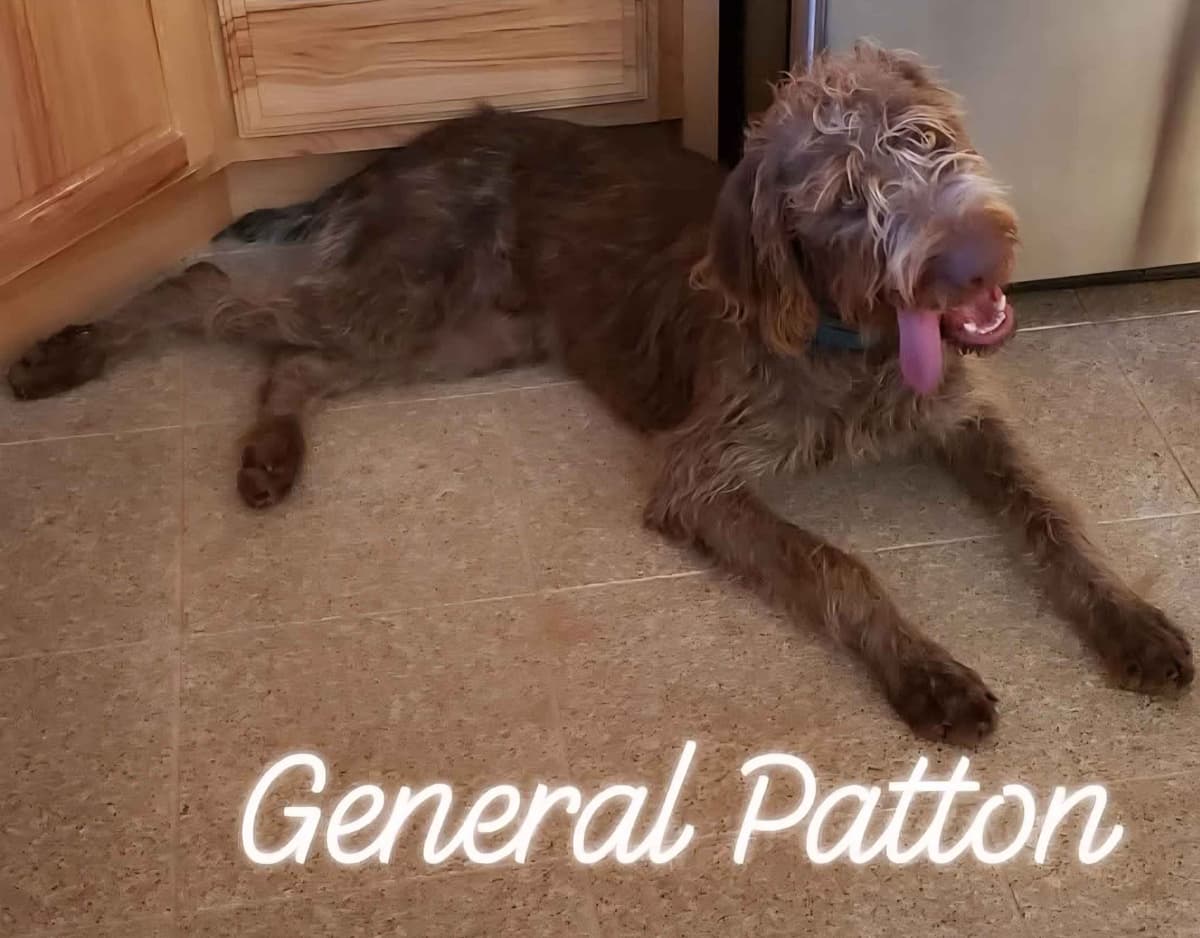 German Wirehaired Pointer Puppies breeder image 11