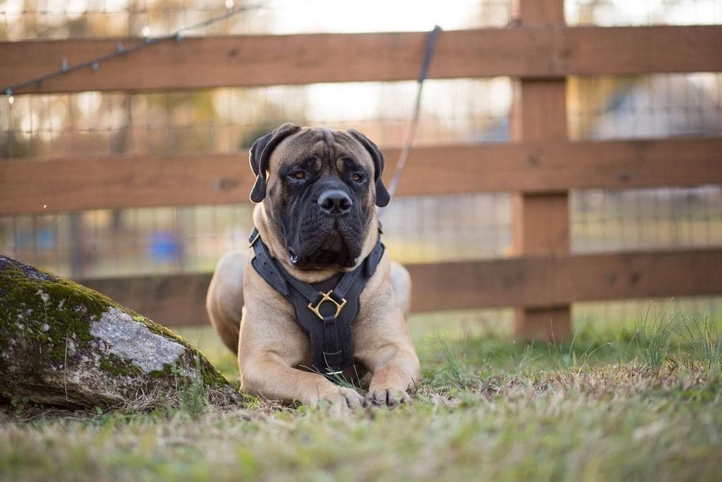 Bullmastiff Puppies breeder image 3