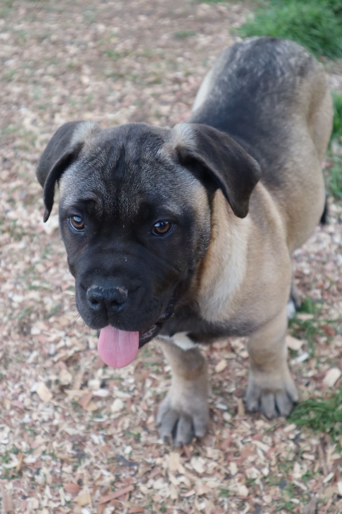 Bullmastiff Puppies breeder image 6