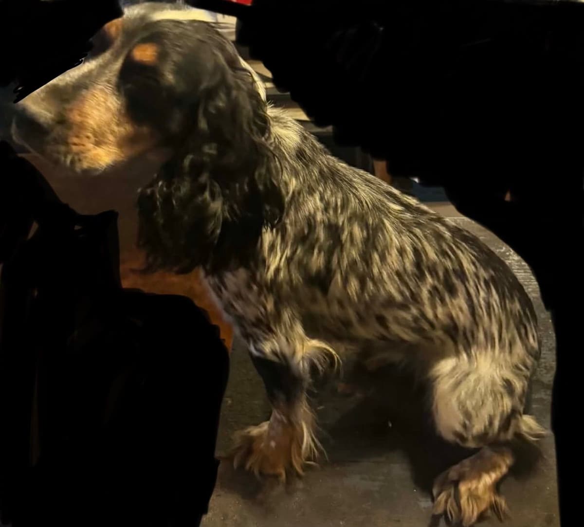 English Cocker Spaniel Puppies, field bred breeder image 1