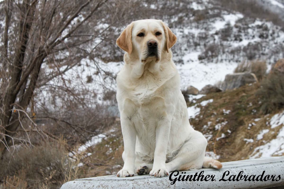 Labrador Retriever Puppies breeder image 9