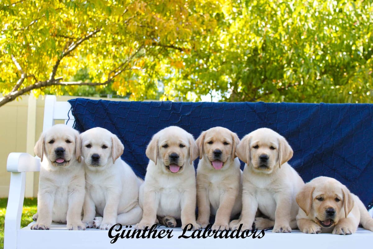 Labrador Retriever Puppies breeder image 11