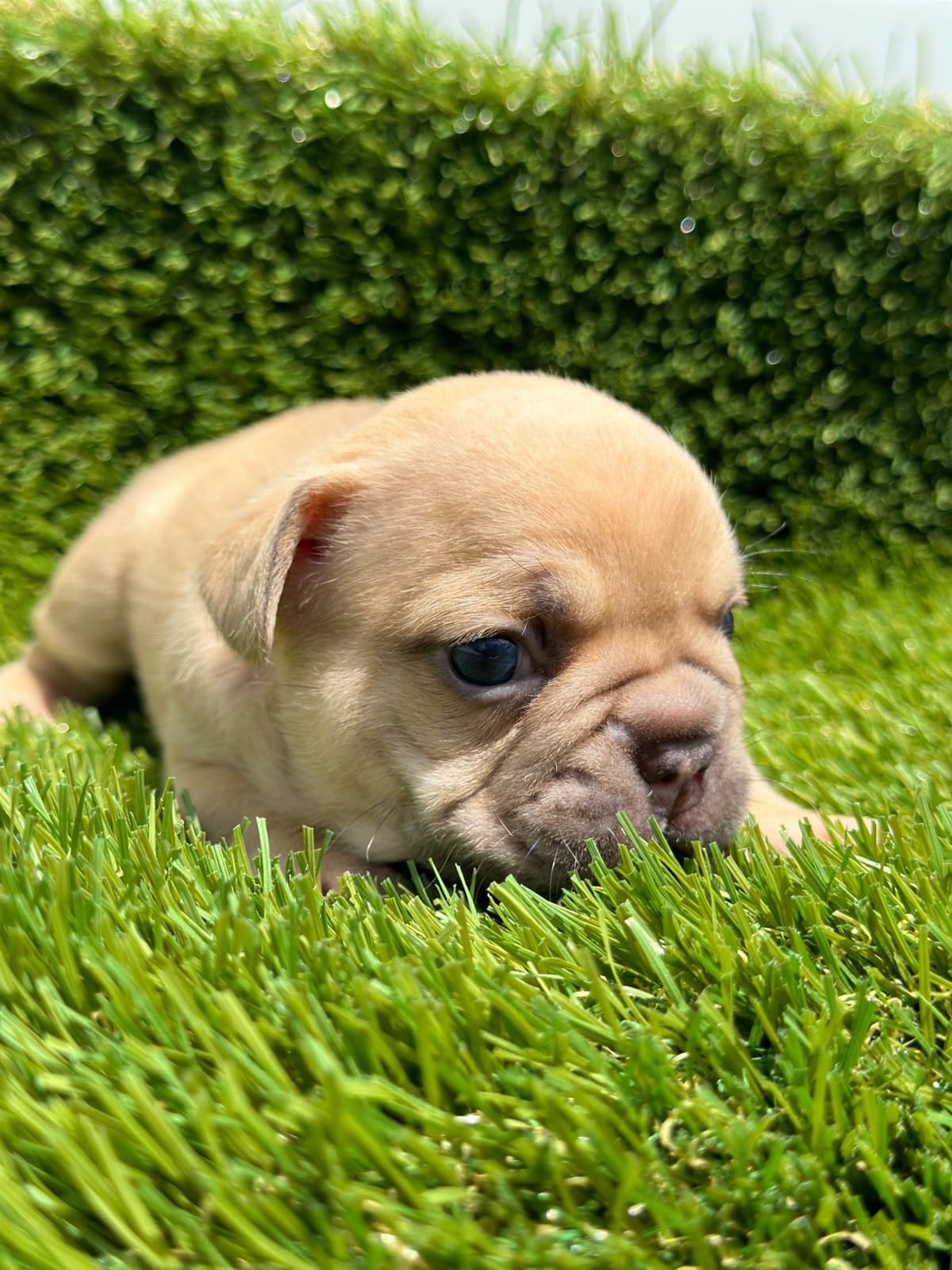 French Bulldog Puppies breeder image 2