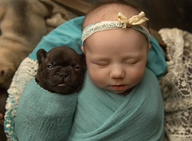 Fancy French Bulldog Male Puppy breeder image 6