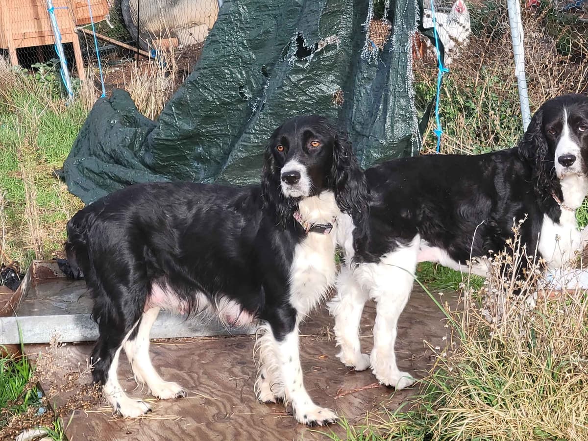 Adorable English Springer Spaniel Puppies ONLY 2 LEFT IN THIS LITTER! breeder image 13