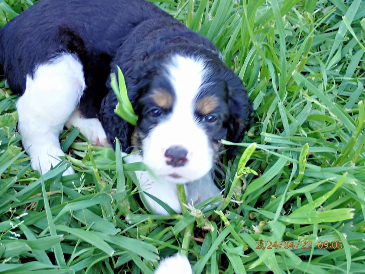 Adorable English Springer Spaniel Puppies ONLY 2 LEFT IN THIS LITTER! breeder image 5