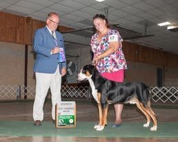 Greater Swiss Mountain Dog Puppies breeder image 8