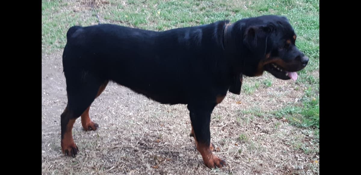 AKC Rottweiler Puppies breeder image 7