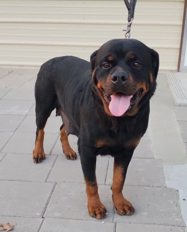 AKC Rottweiler Puppies breeder image 16
