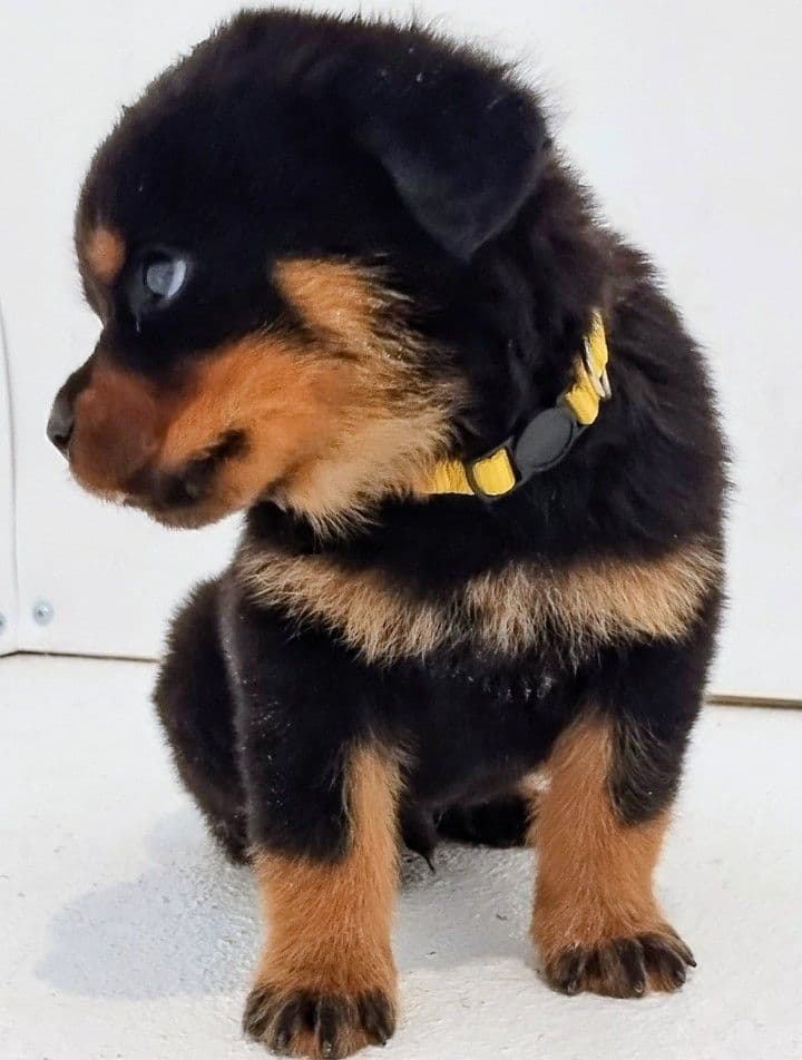 AKC Rottweiler Puppies breeder image 22