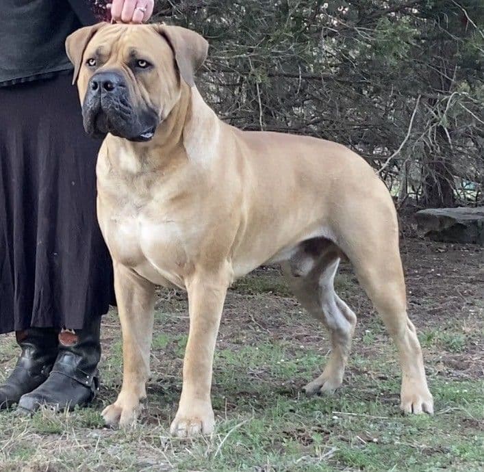 Boerboel Puppies breeder image 4