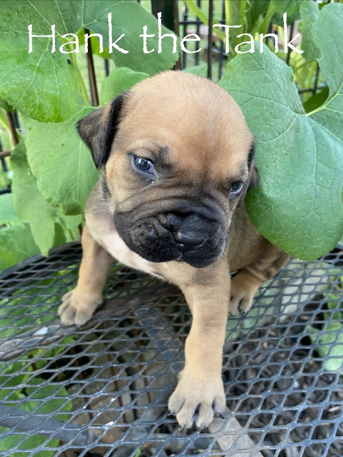 Boerboel Puppies breeder image 11