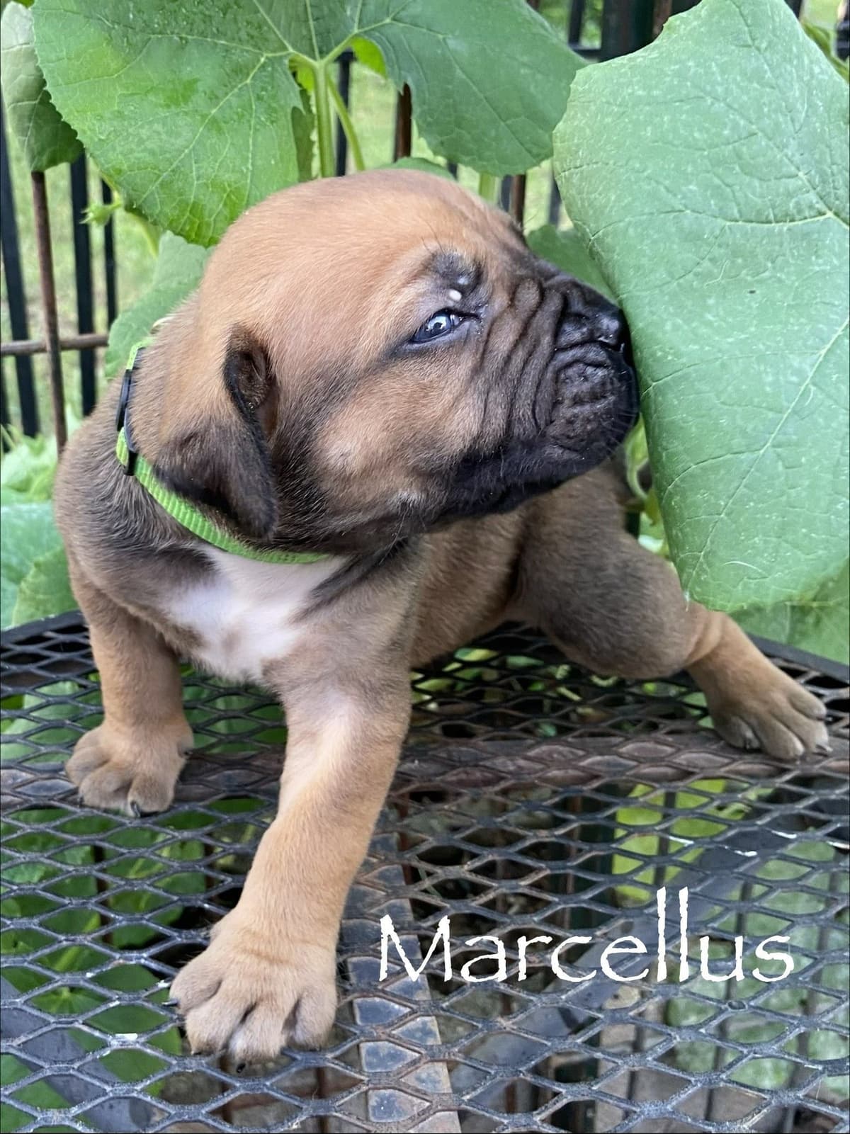 Boerboel Puppies breeder image 21