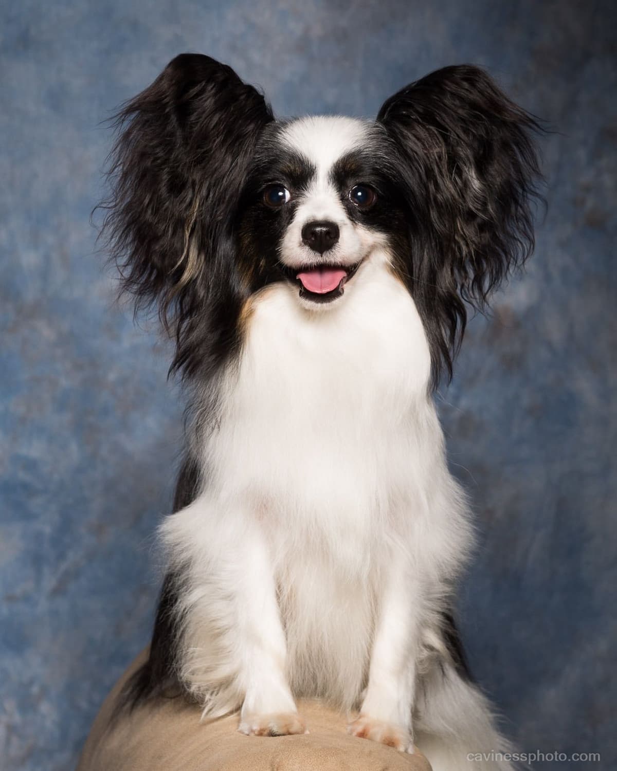 Papillon Puppies breeder image 4