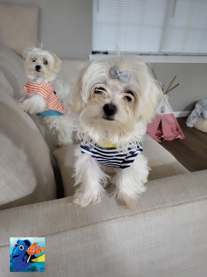 Poodle Puppies breeder image 19