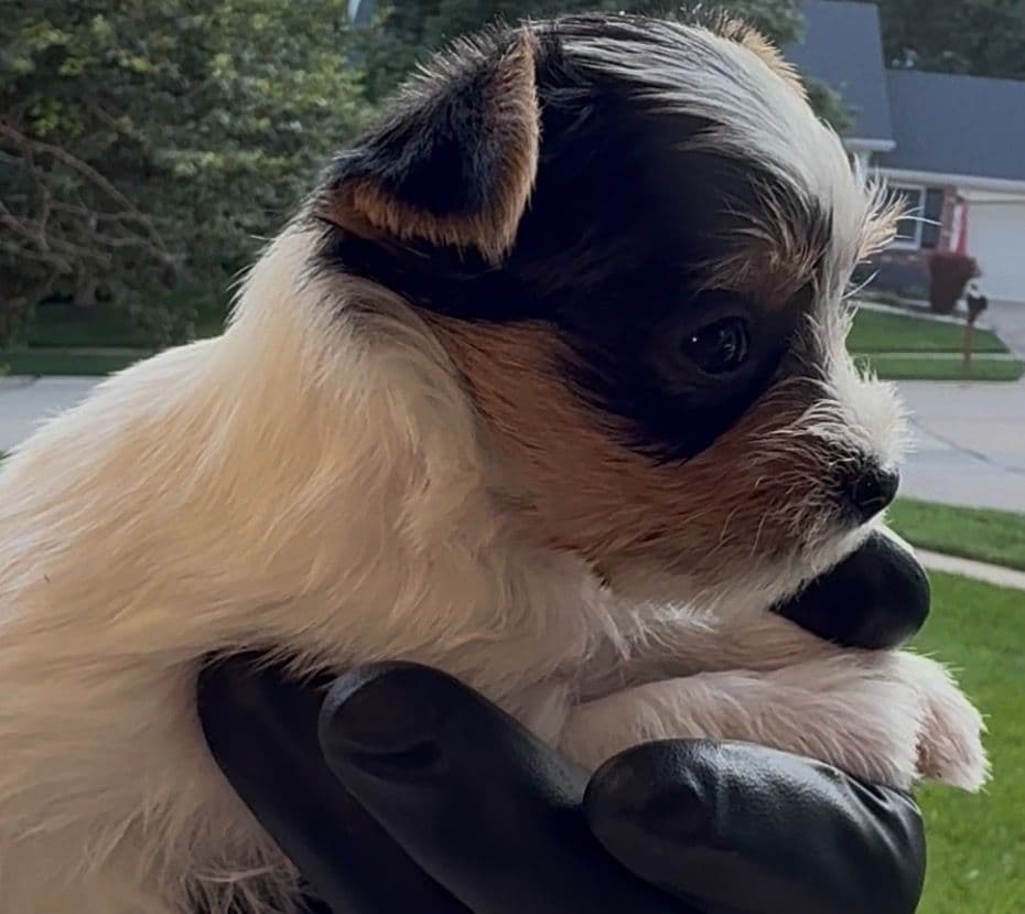 Yorkshire Terrier Puppies breeder image 3