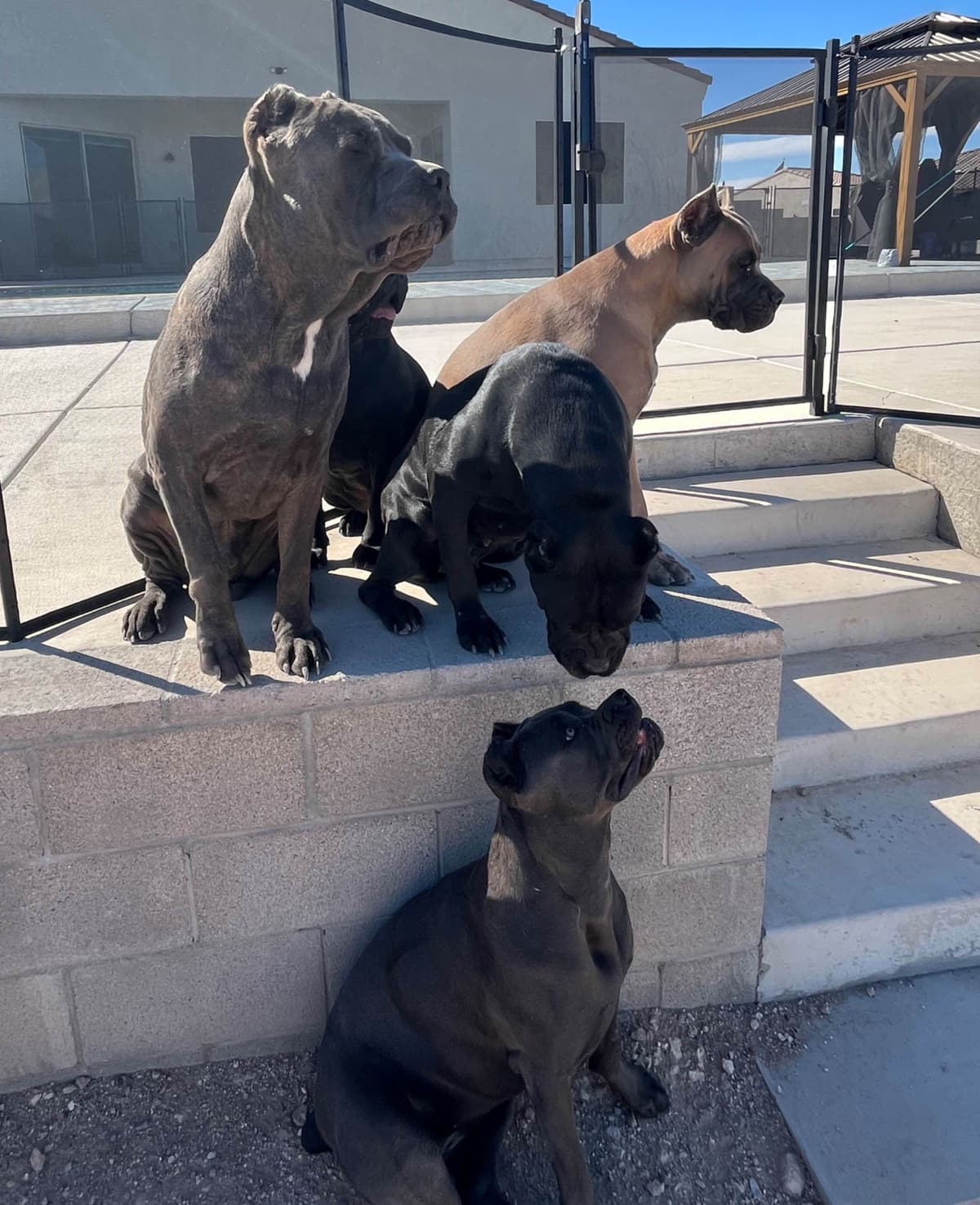 Cane Corso Puppies breeder image 14