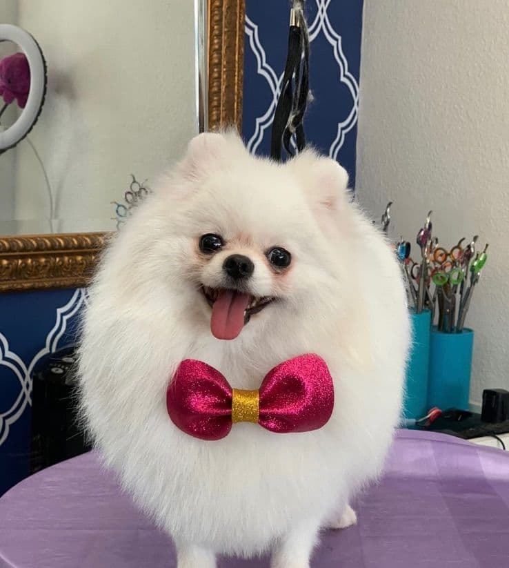Pomeranian Puppies breeder image 5