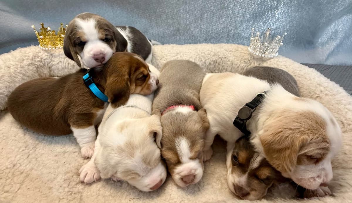Beagle Puppies breeder image 2