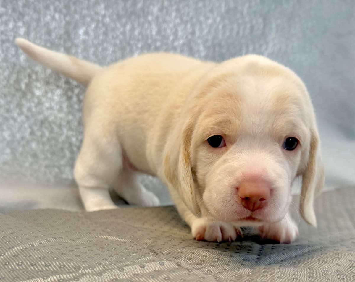 Beagle Puppies breeder image 3