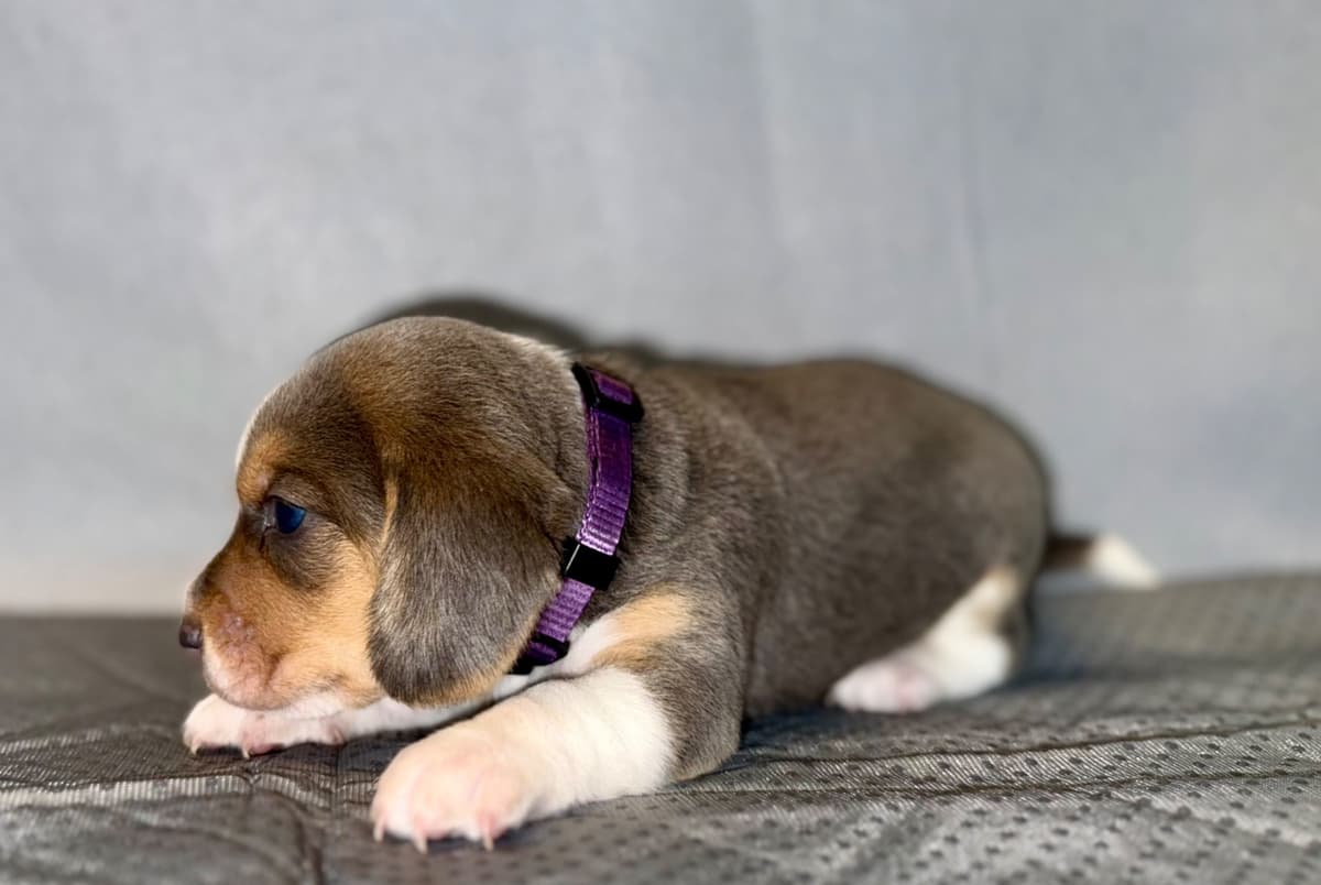 Beagle Puppies breeder image 14