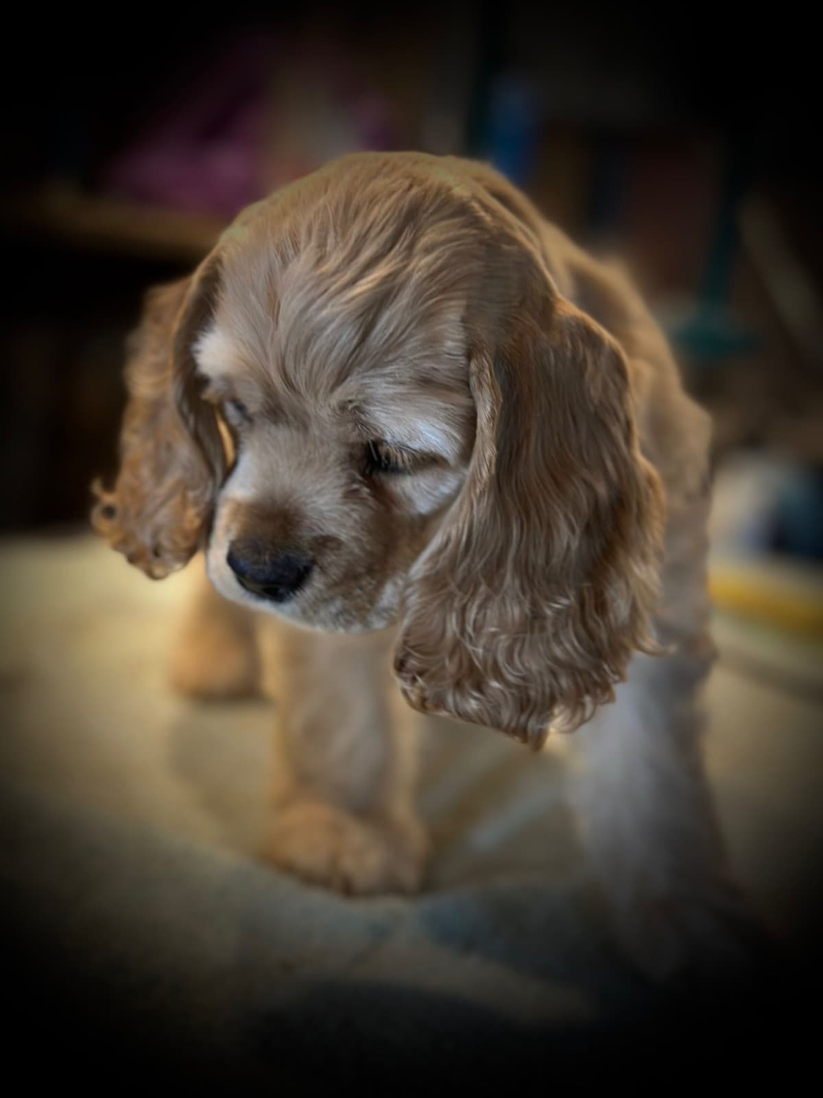 Cocker Spaniel Puppies breeder image 9