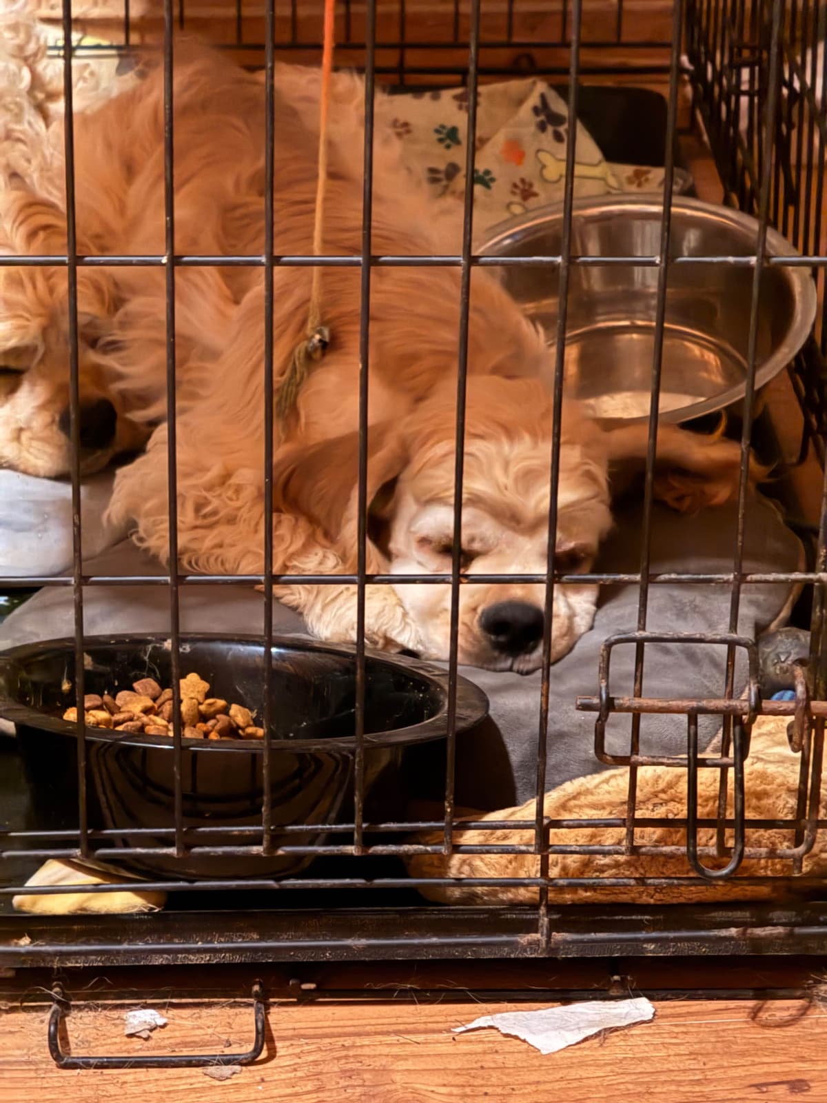 Cocker Spaniel Puppies breeder image 12