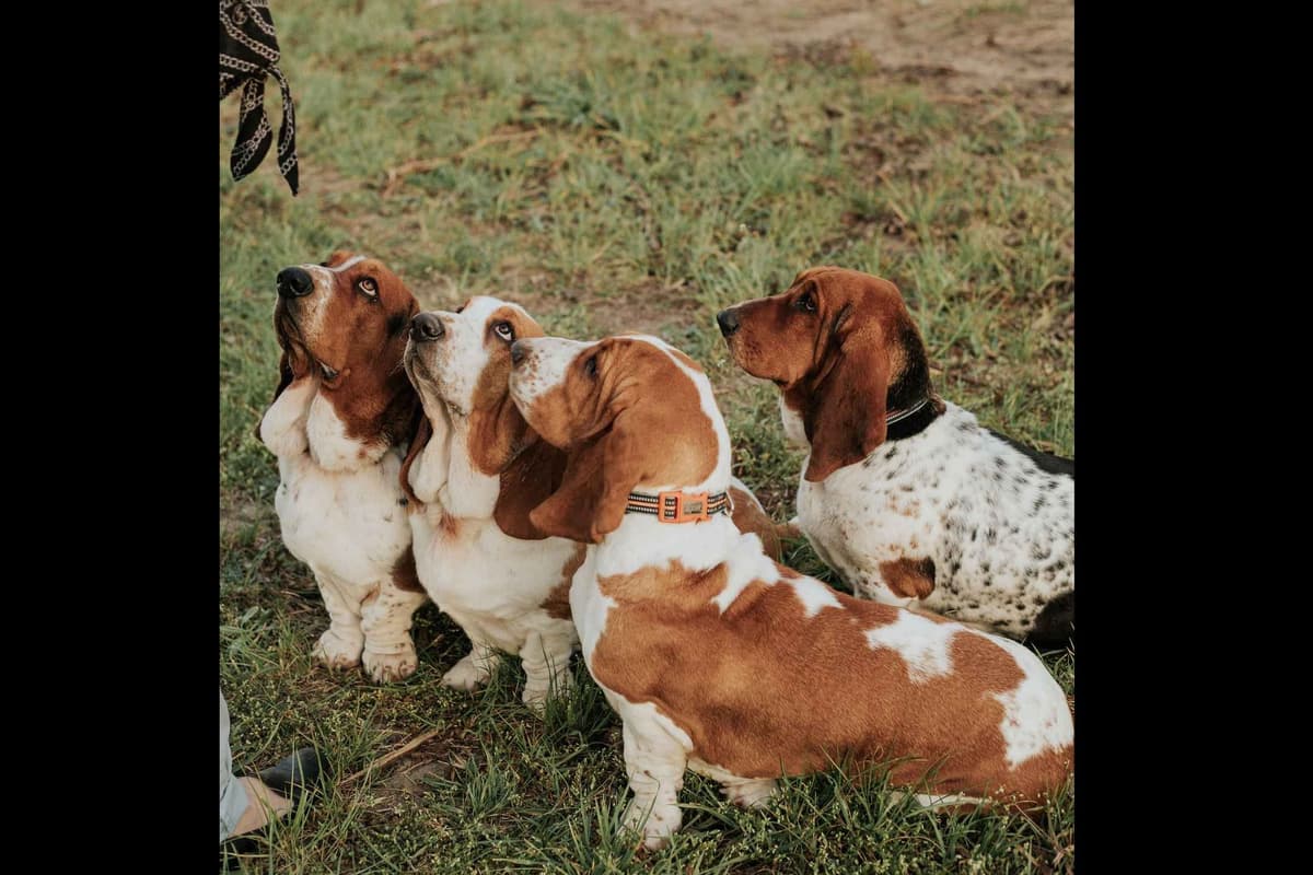 Basset Hound Puppies breeder image 1