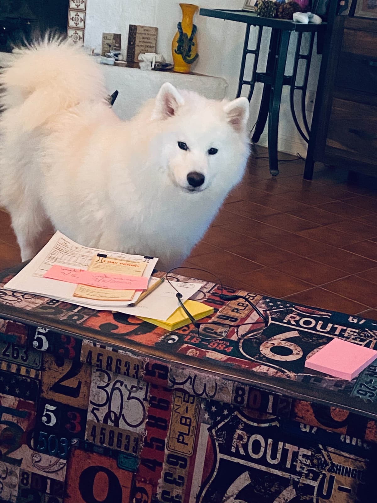 Samoyed Puppies breeder image 46