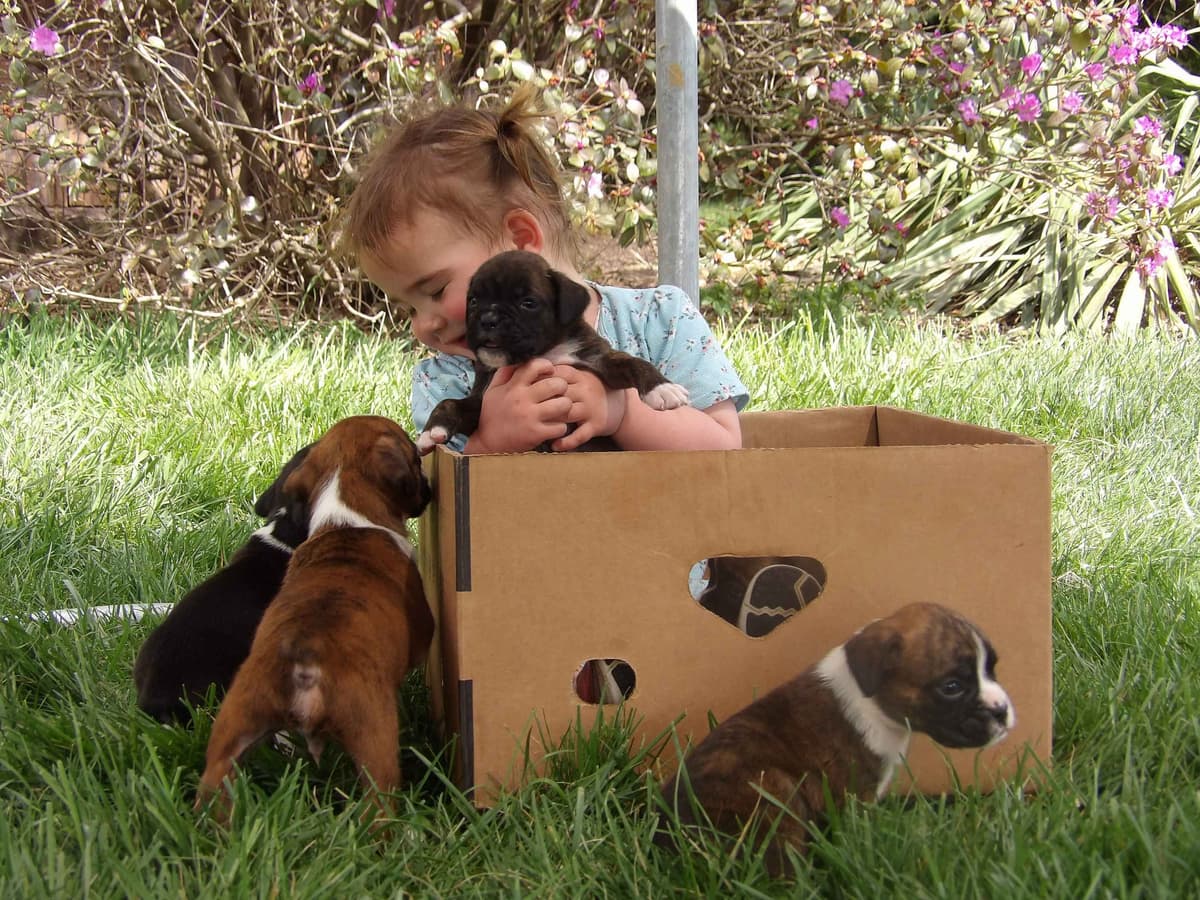 Boxer Puppies breeder image 4