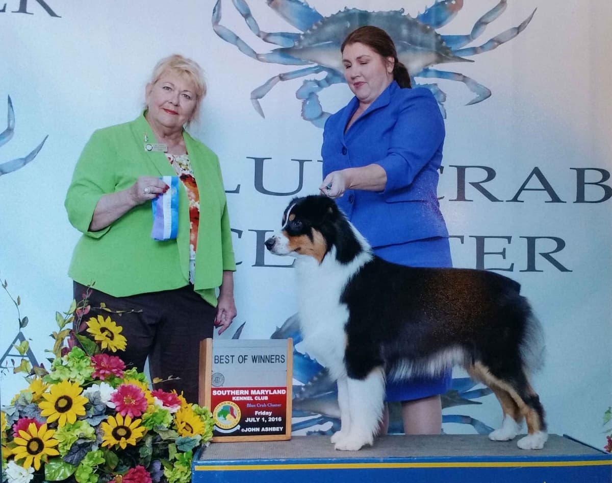 Australian Shepherd Puppies CHAMPION Pedigree breeder image 3