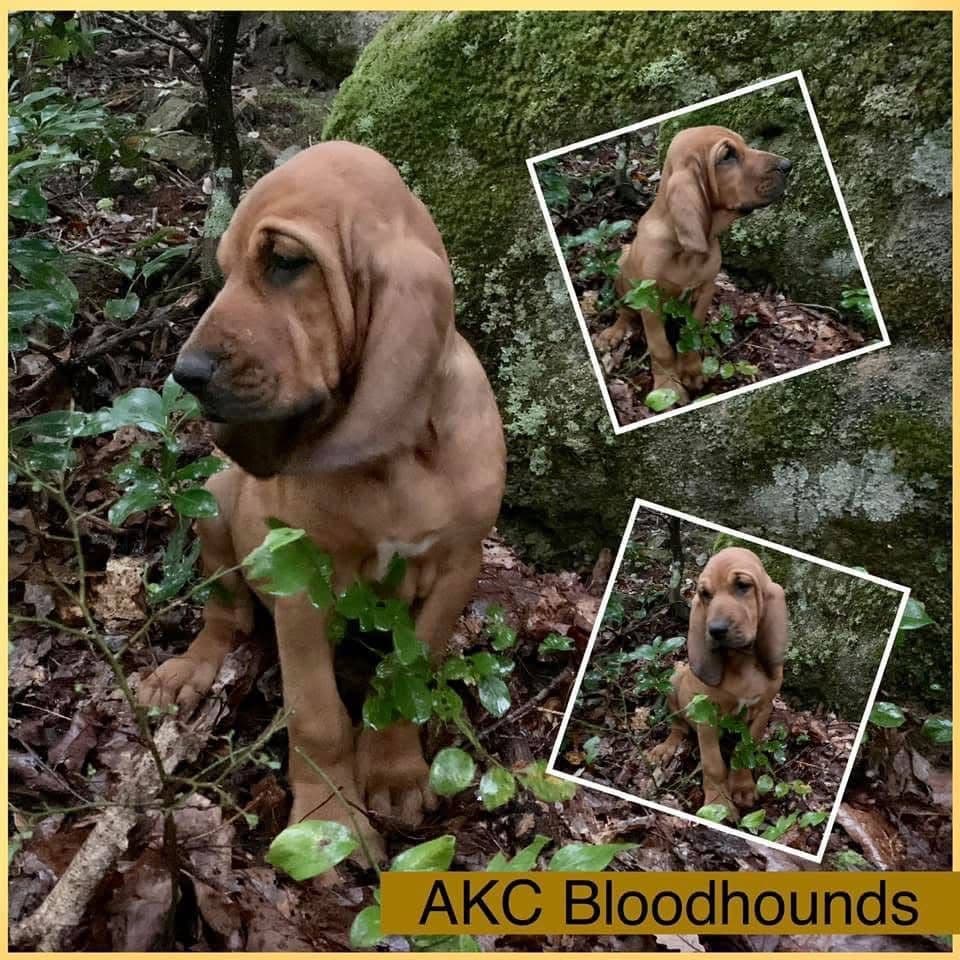 Bloodhound Puppies breeder image 20