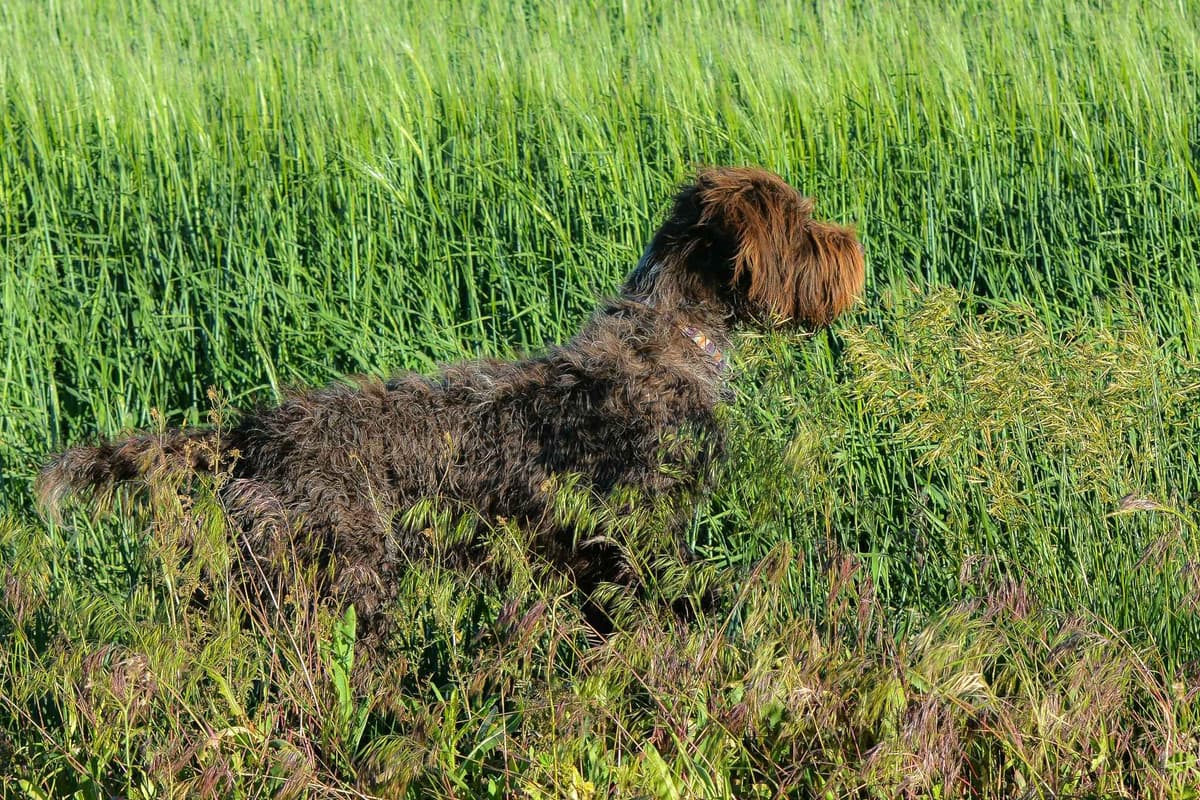 Wirehaired Pointing Griffon Puppies Available! Champion Lineage breeder image 5