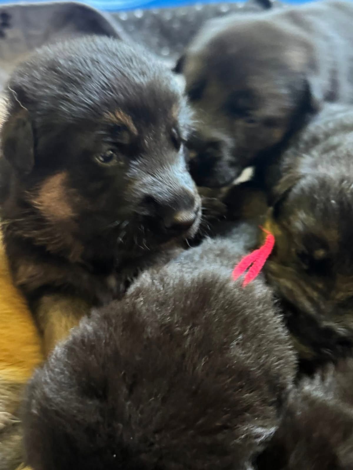 German Shepherd Dog Puppies breeder image 2