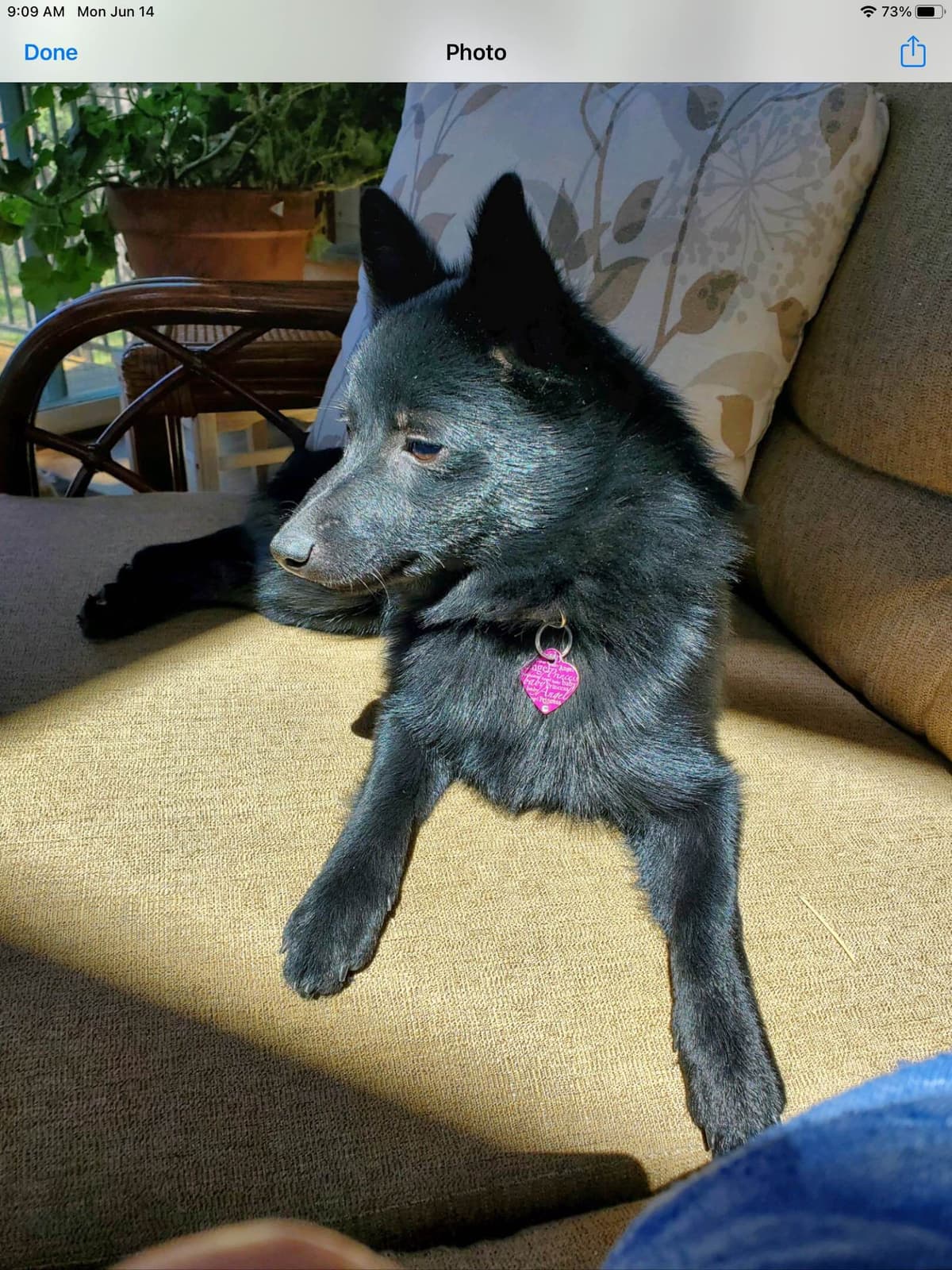 Schipperke Puppies breeder image 6