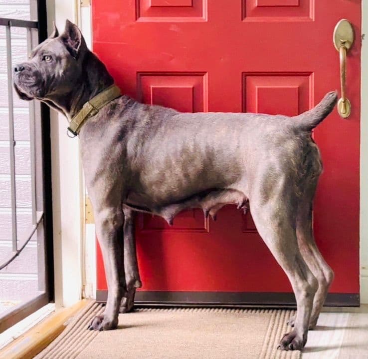 Cane Corso Puppies breeder image 20