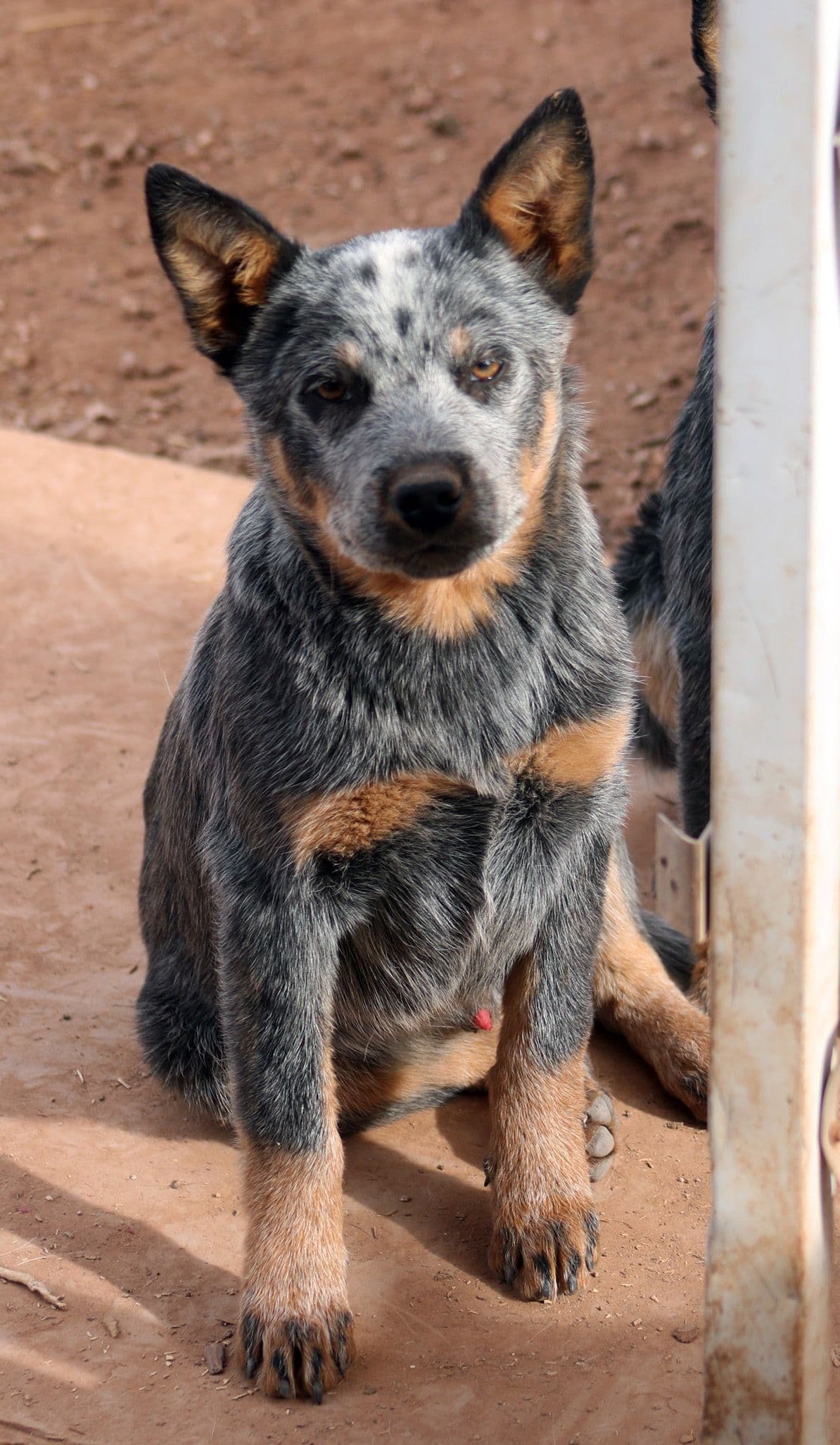 Showest Litter K - Azul x Tundra breeder image 4