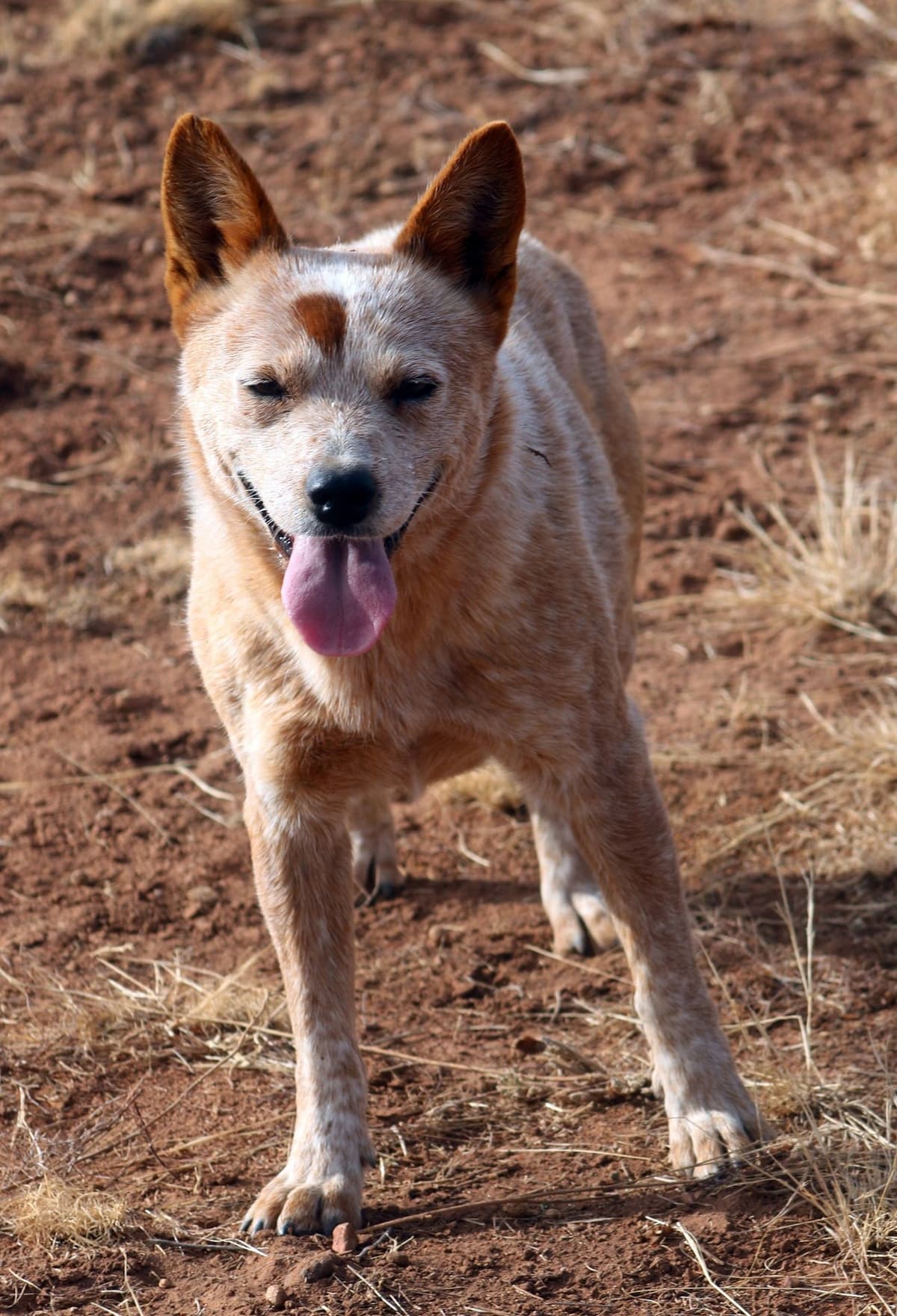 Showest Litter K - Azul x Tundra breeder image 6