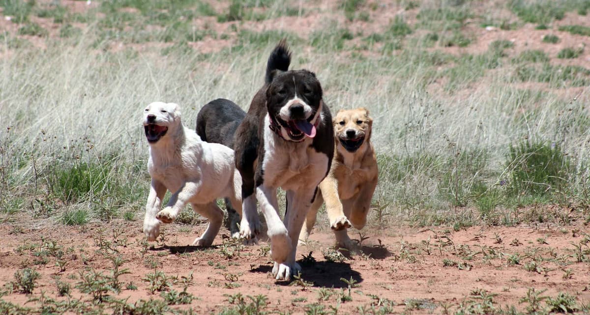 Showest Litter K - Azul x Tundra breeder image 9