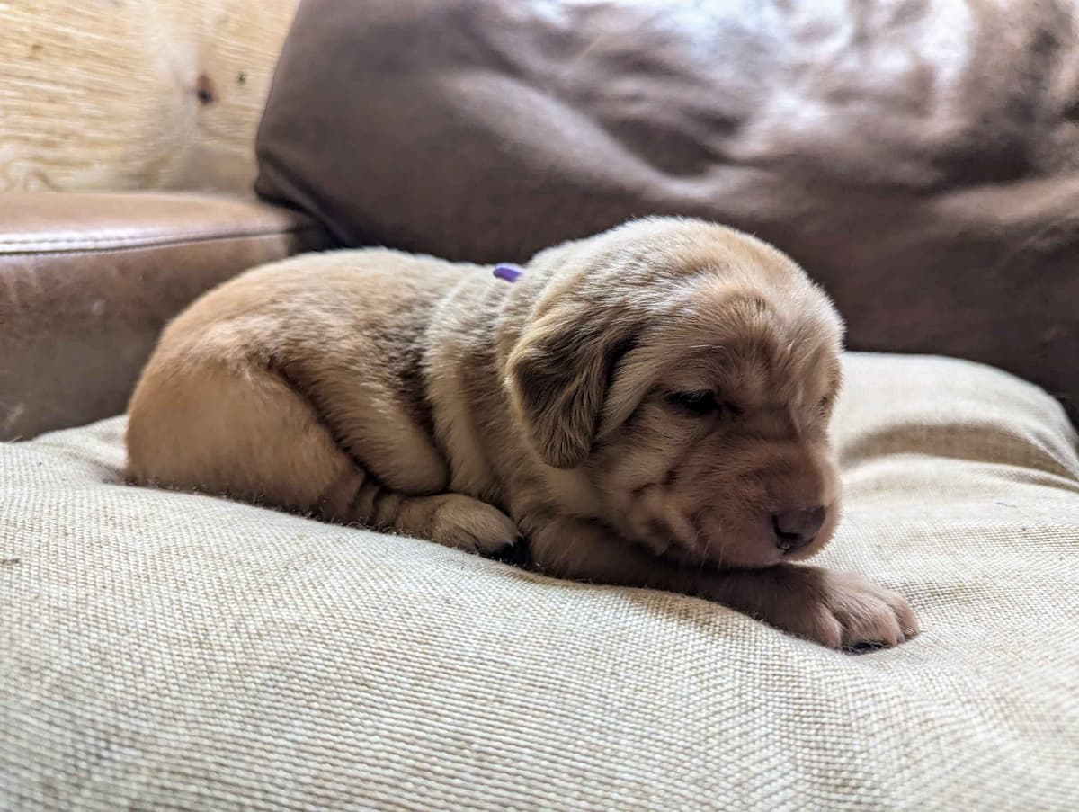 Labrador Retriever Puppies breeder image 2