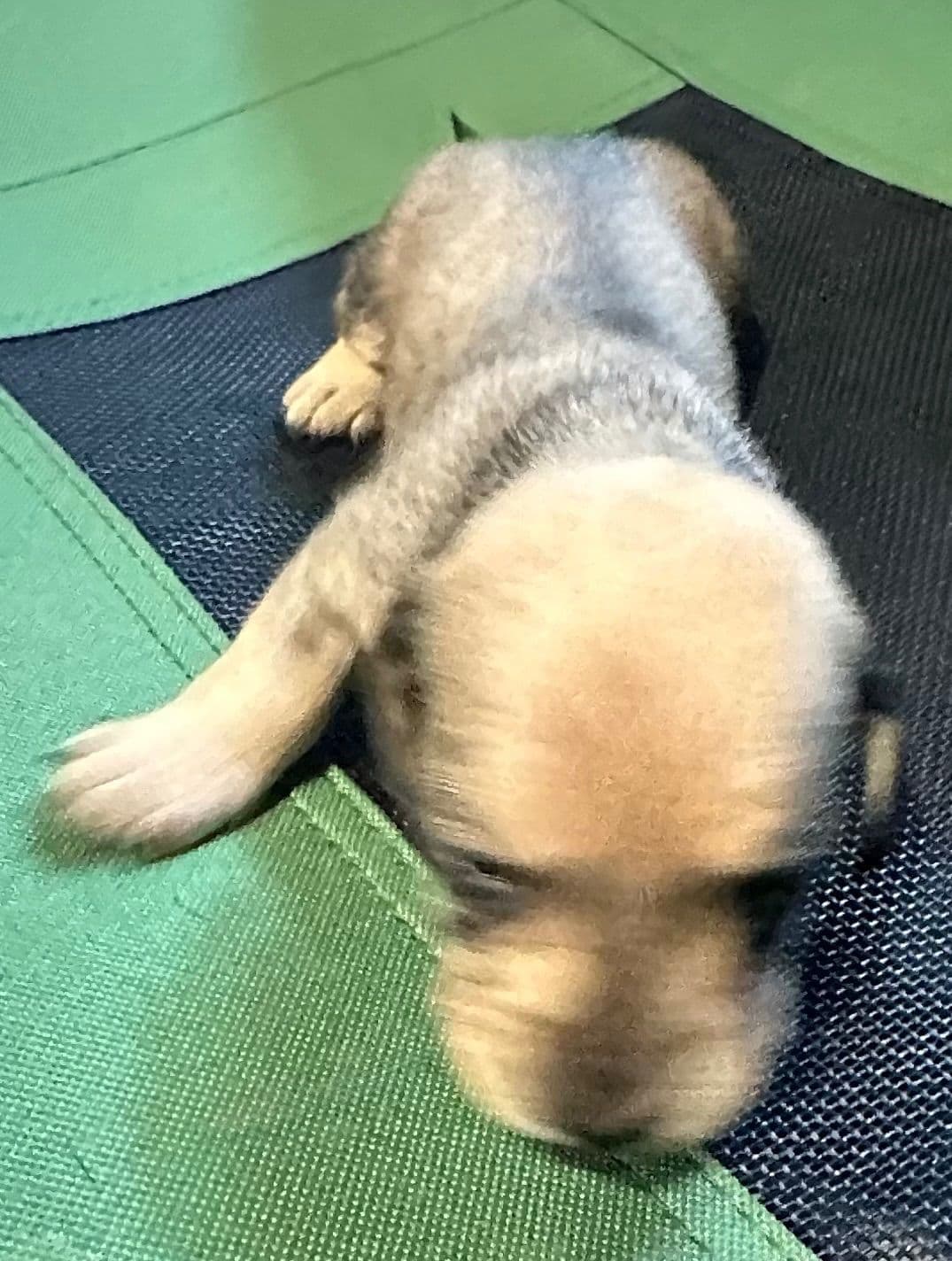 Dachshund Puppies breeder image 11