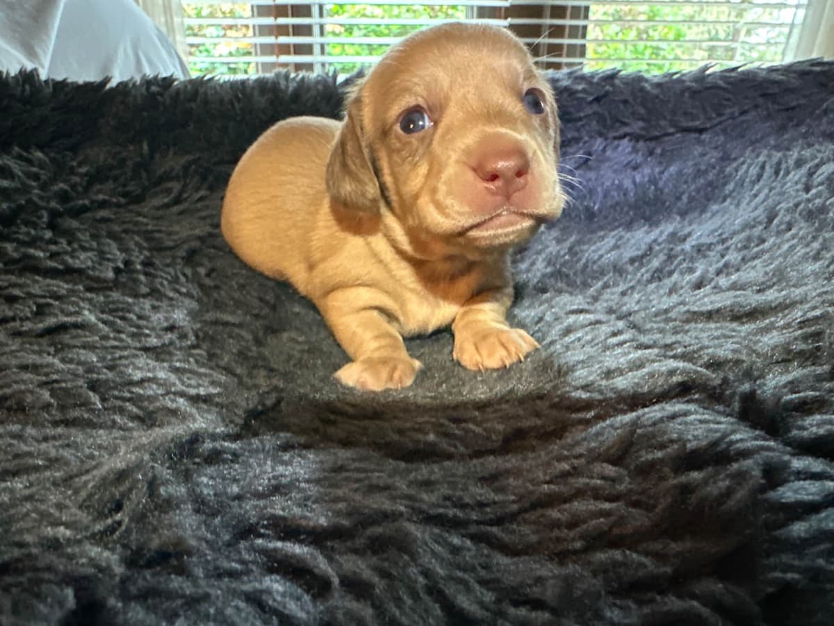 Dachshund Puppies breeder image 23