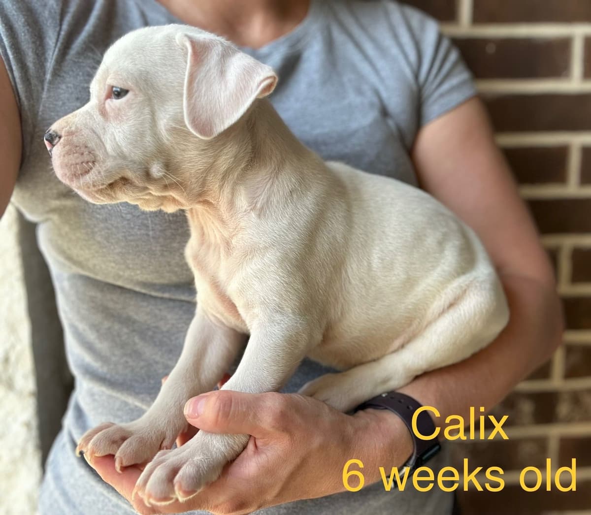 Just Born! American Staffordshire Terrier Puppies breeder image 7