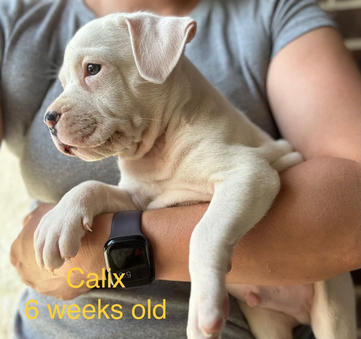 Just Born! American Staffordshire Terrier Puppies breeder image 8