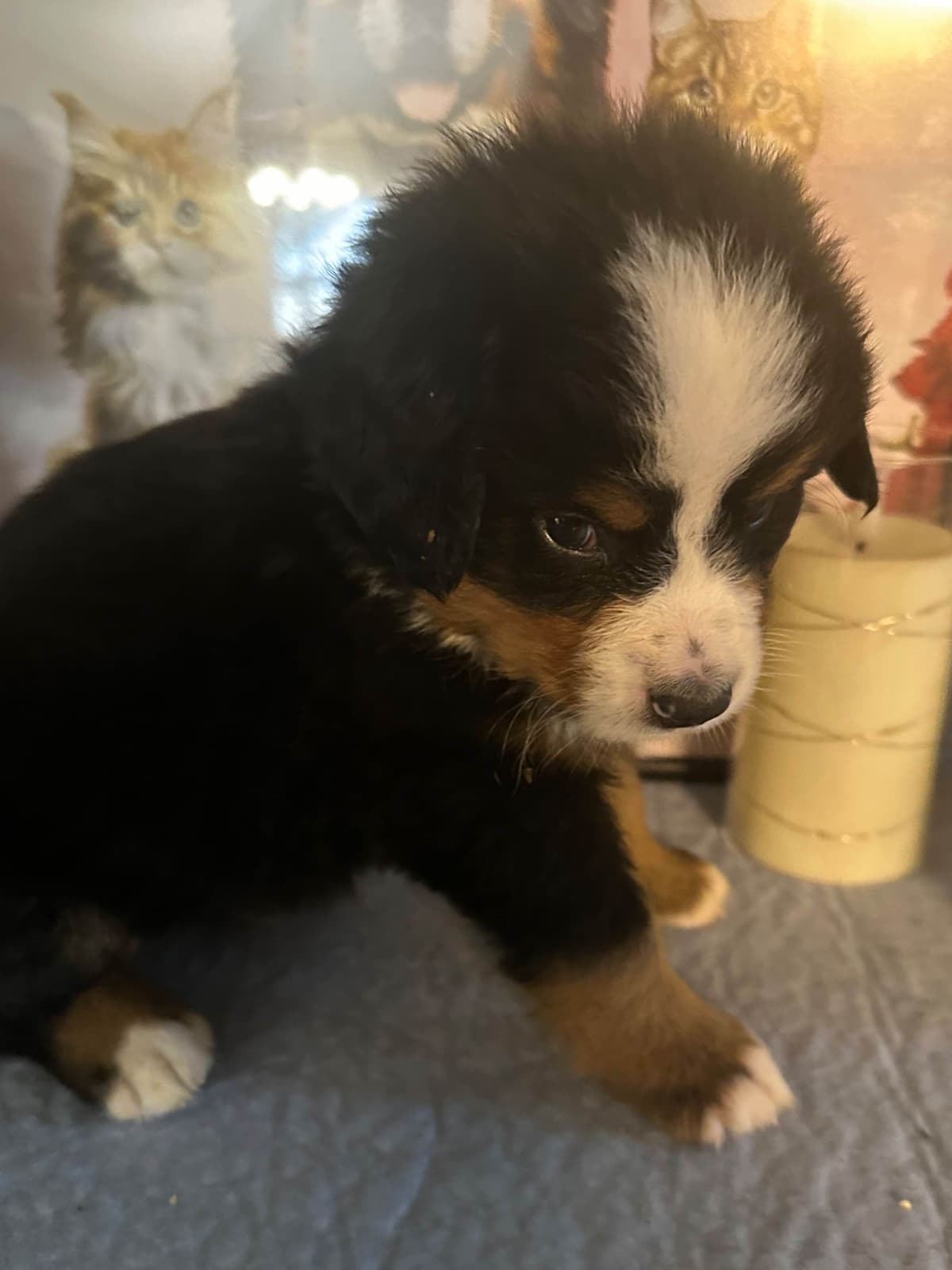 Bernese Mountain Dog Puppies breeder image 22