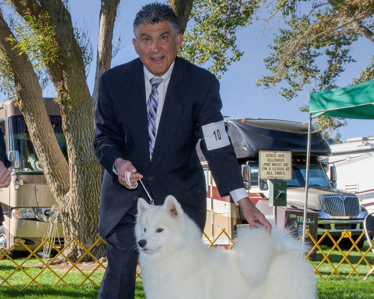 Samoyed Puppies breeder image 1
