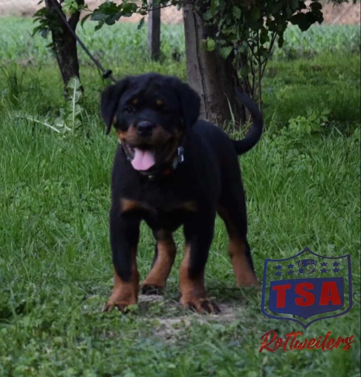 Rottweiler Puppies breeder image 12