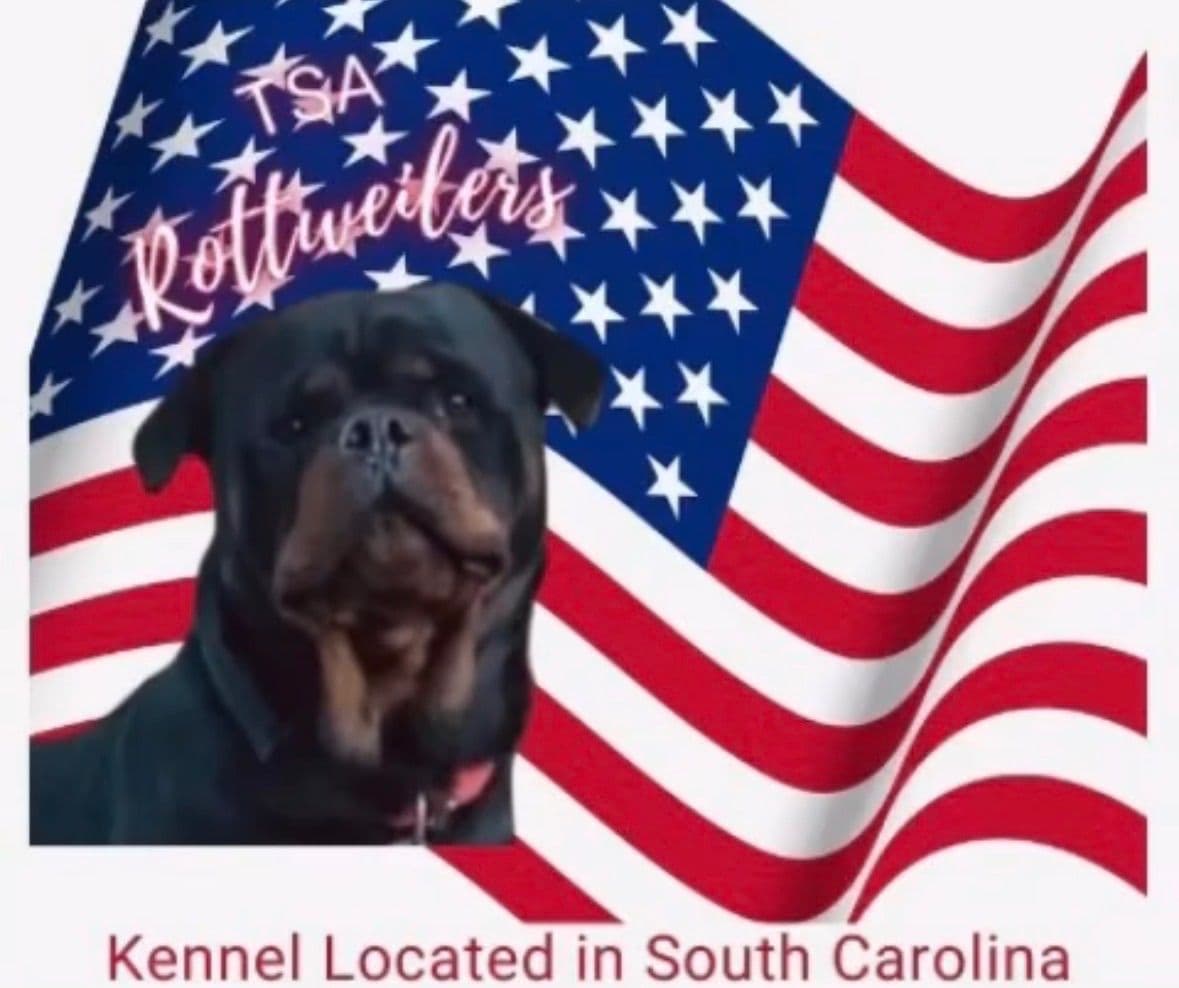 Rottweiler Puppies breeder image 27