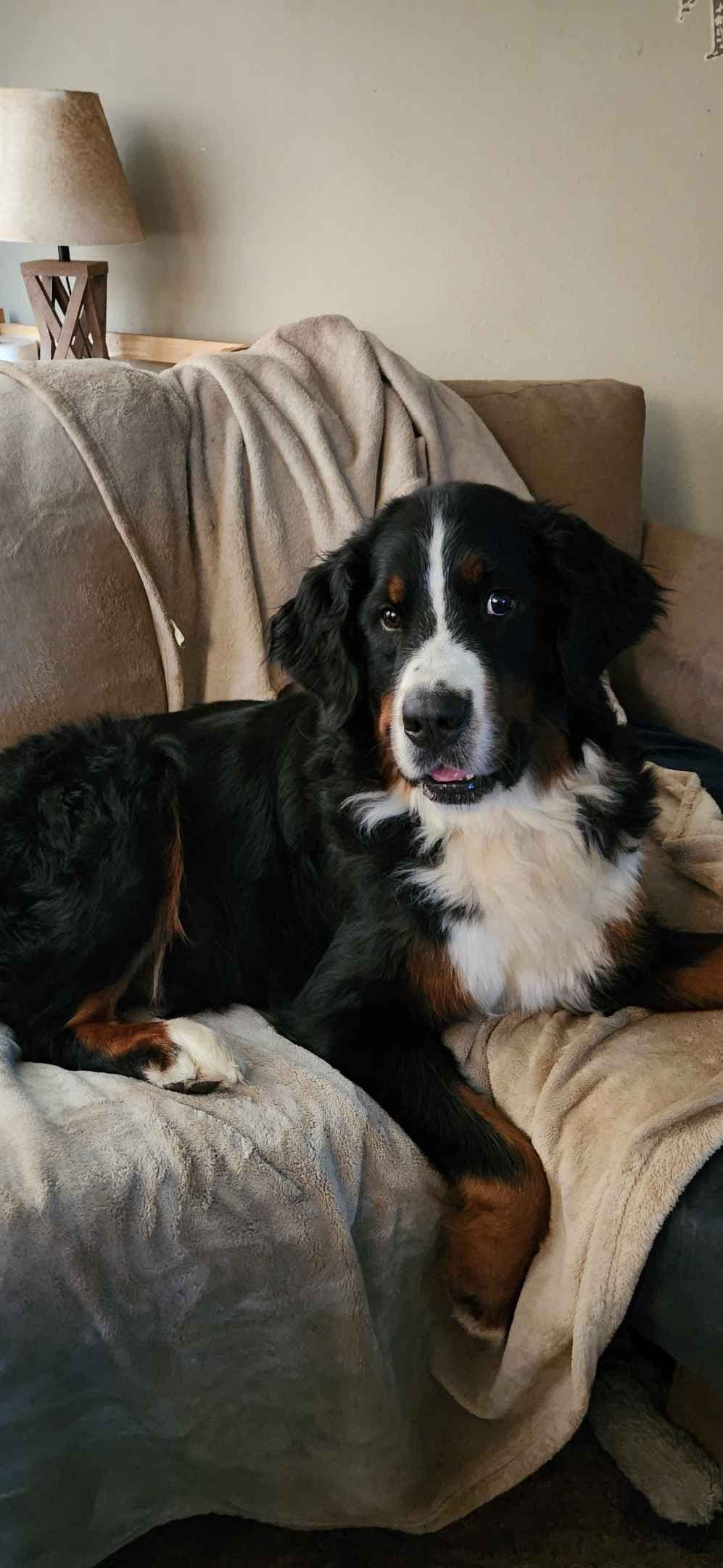 Bernese Mountain Dog Puppies breeder image 7