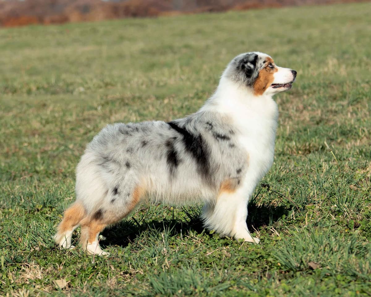 Top Draft Genetics Australian Shepherd Puppies breeder image 7